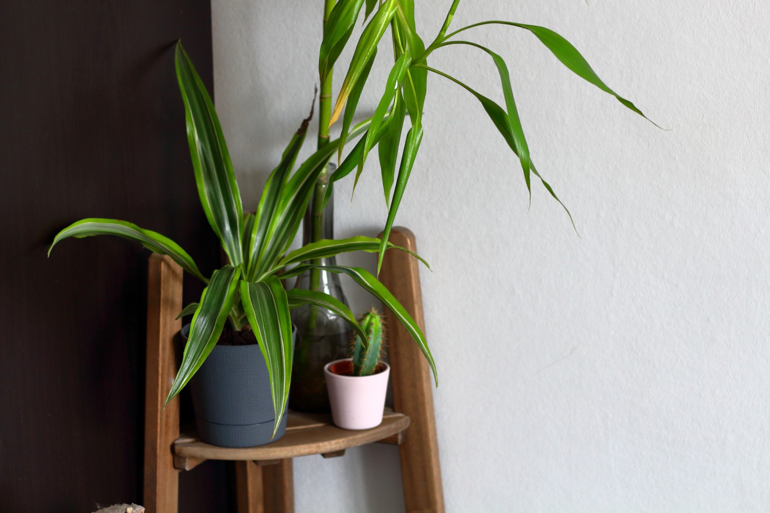 Die Yucca Palme - beliebt, exotisch & pflegeleicht